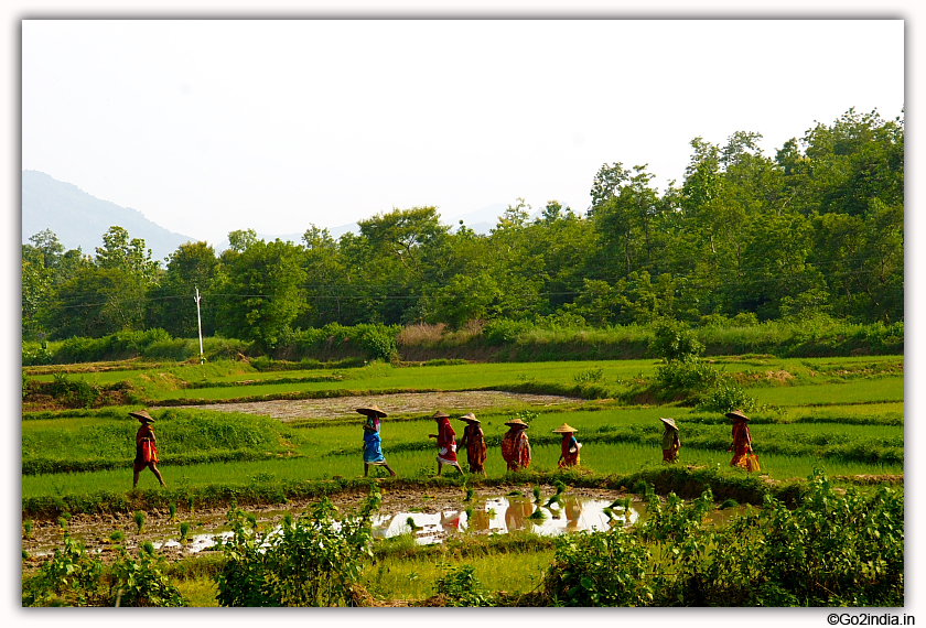 Group going to field for cultivation 