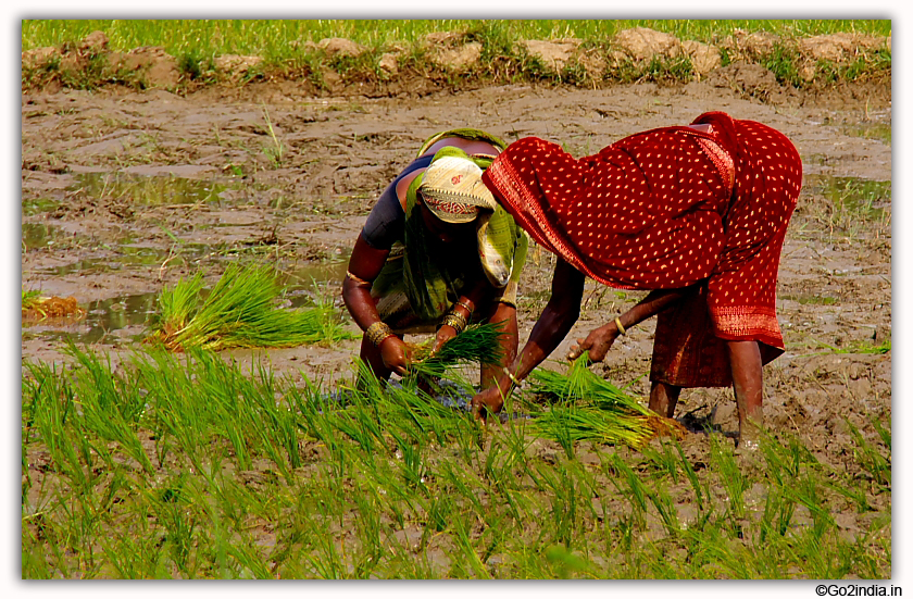 Planting in agricultural fields by ladies in Odisha