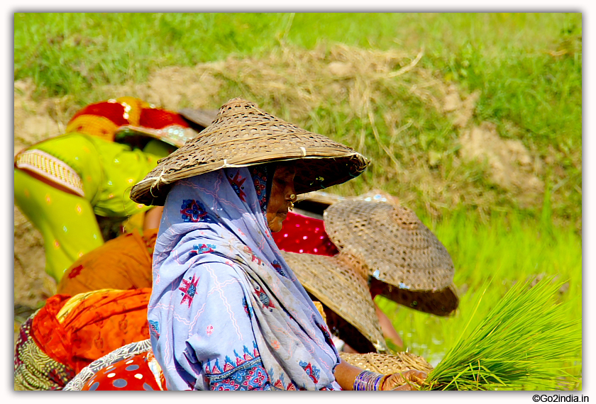 Traditional cap used by ladies while working in agricultural fields  
