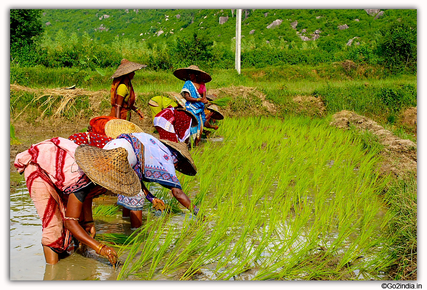 Rice cultivation in  Odisha 