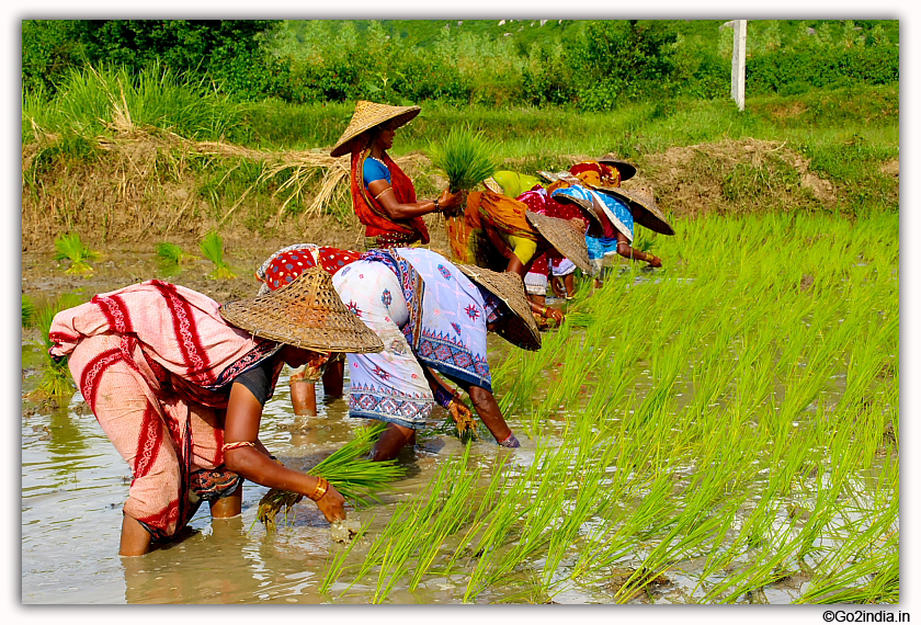 Rice plantation by ladies in Ganjam district of Odisha