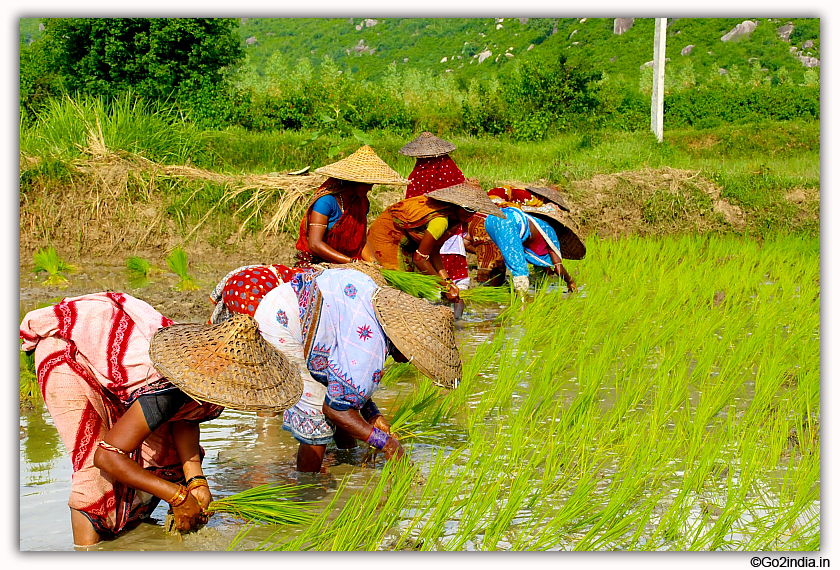 Rice sprouted by ladies in rural Odisha