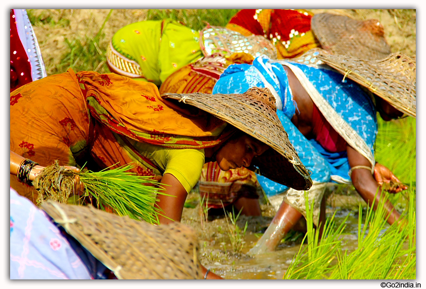 Planting of rice by ladies in Orissa