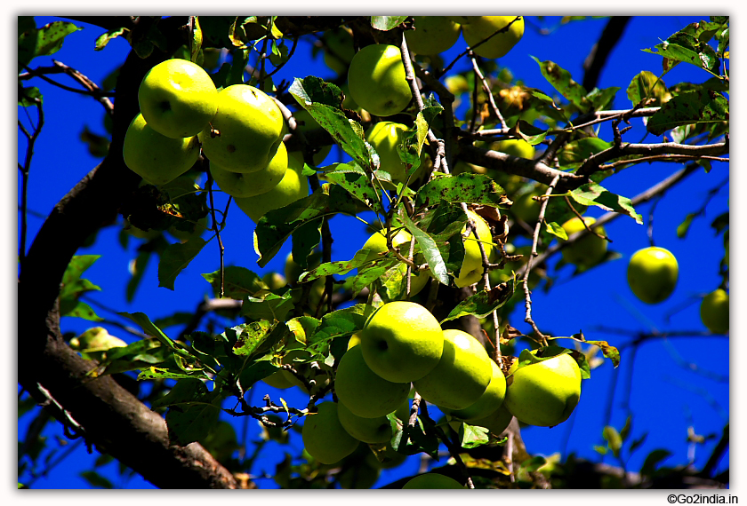 Apple growing in trees near Old Manali 