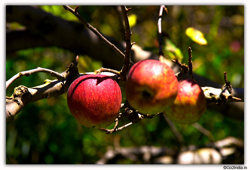 Apple season at Manali in  September 