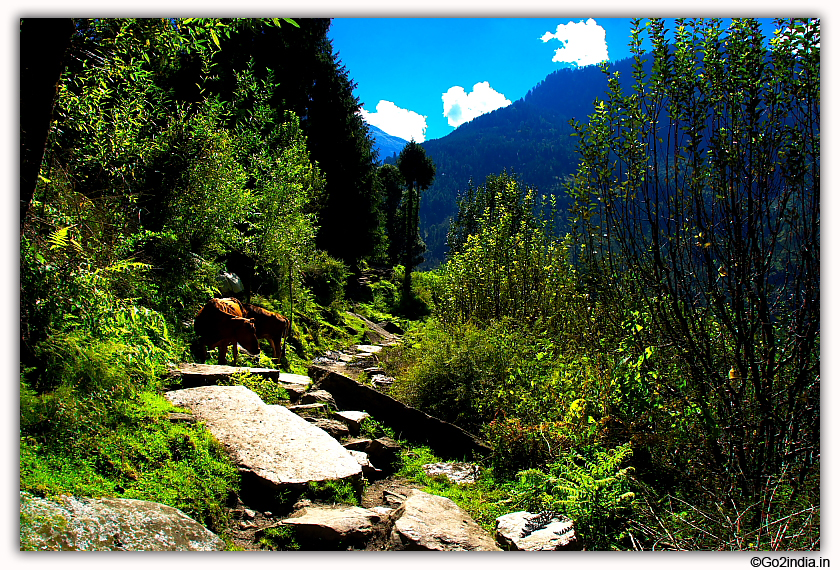 Walking rout to Jogini waterfall at Manali