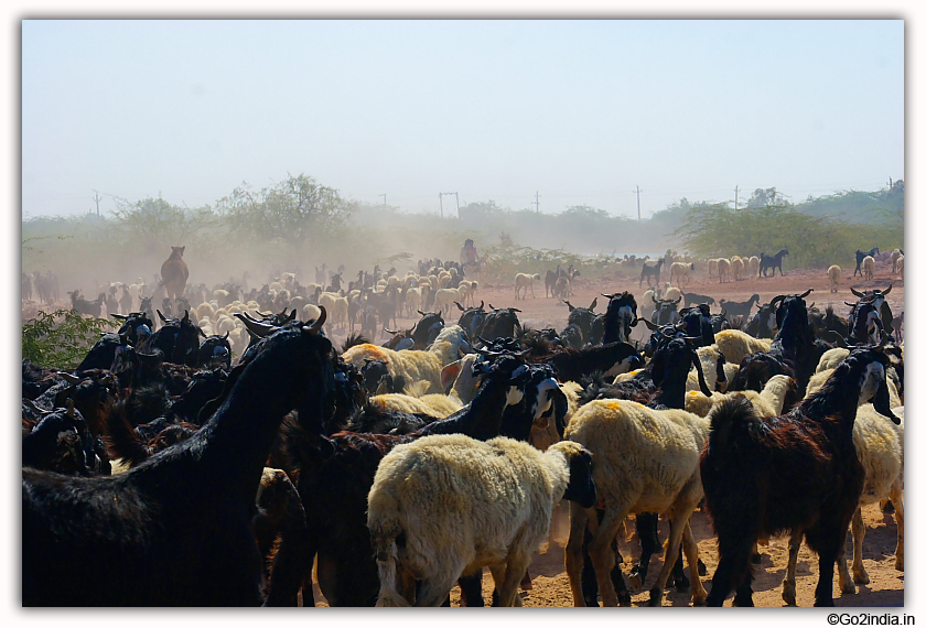 herds of goats in a village at Gujarat