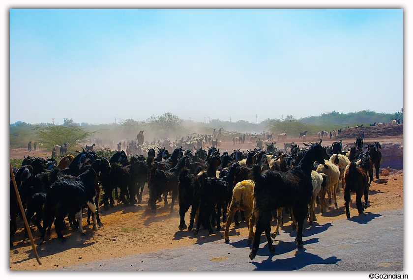 herds of goatsin rural Gujarat