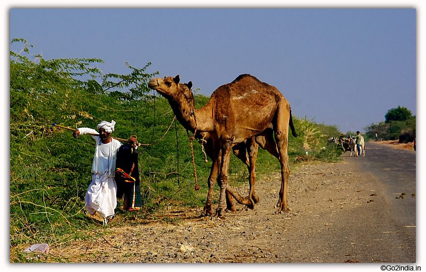 Man with camel at Gujarat