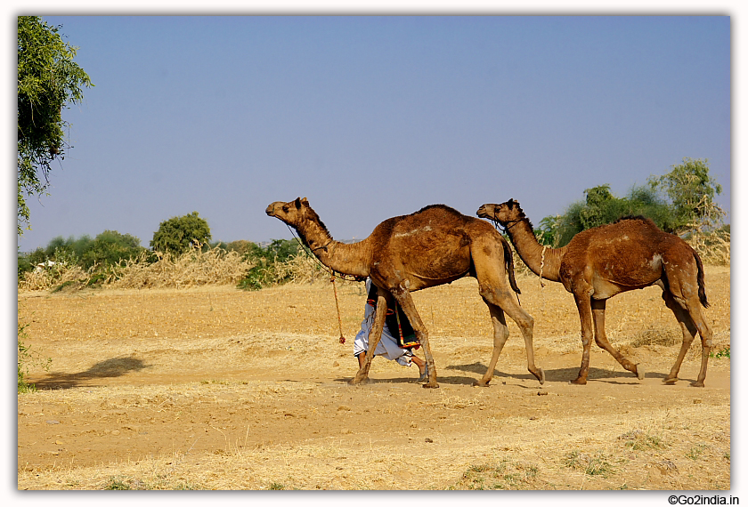 Camel and villager in Gujarat