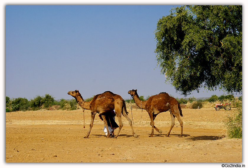 Gujarat village camel