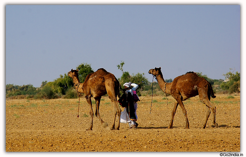 Camel and villagers inside a villager field at Gujarat