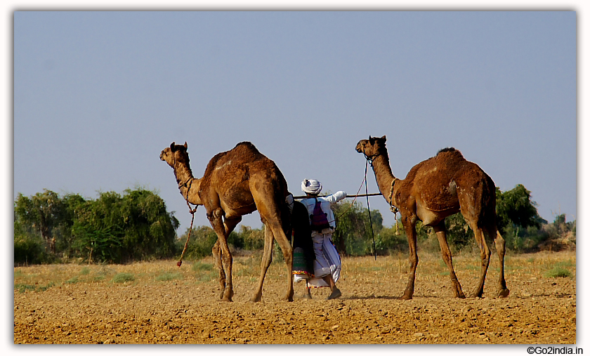 Two camels and villagers 