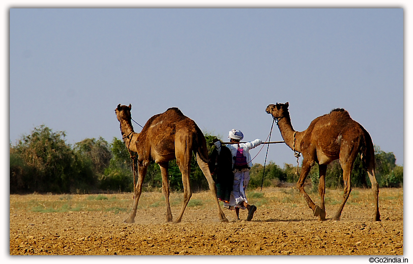 Camel and Gujarat villager