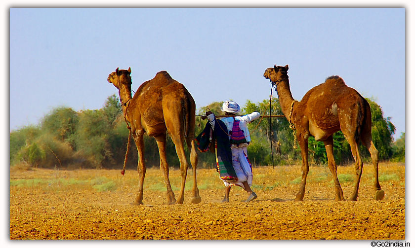 Villagers with Camel at a village in Gujarat