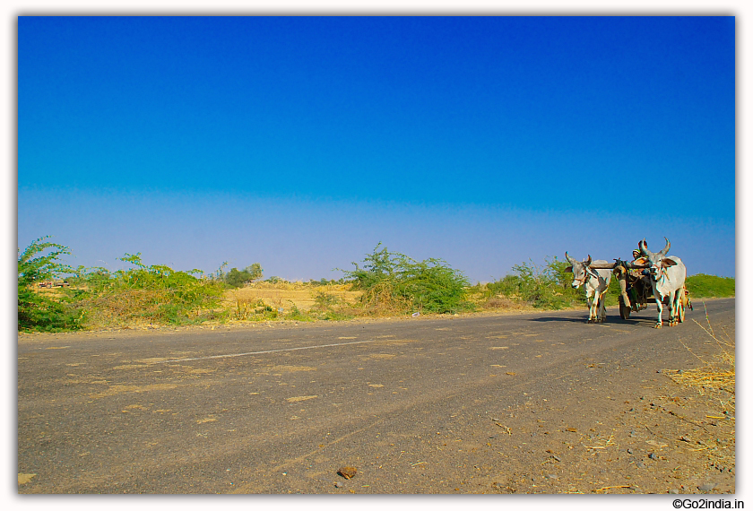 Bullock cart in Gujarat villages