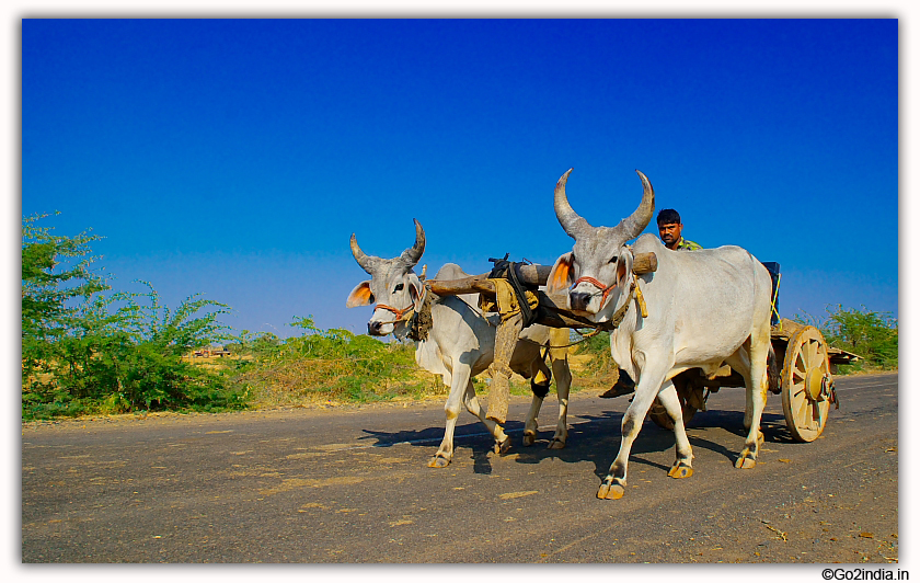 Rural transport system - bullock cart