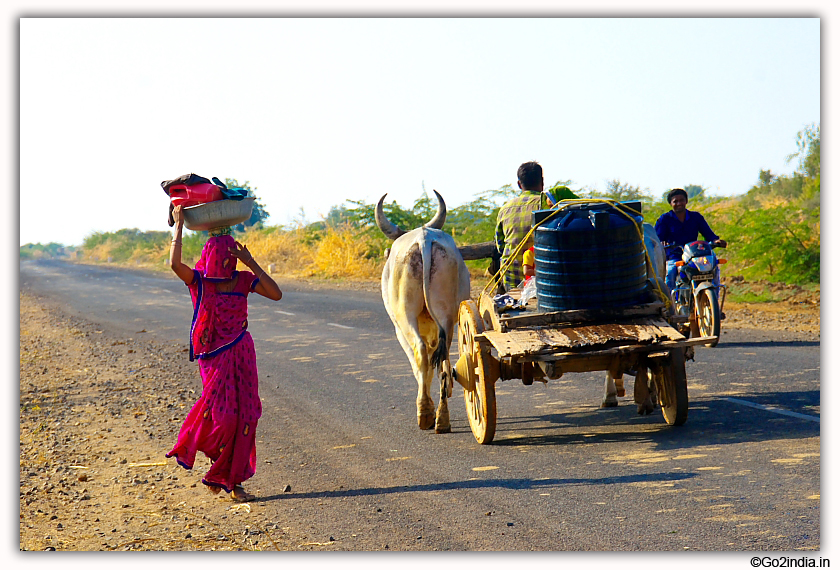 Lady and bullock cart in rural Gujarat