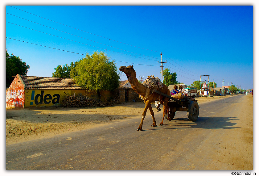 Camel pulled cart in a village of Gujarat