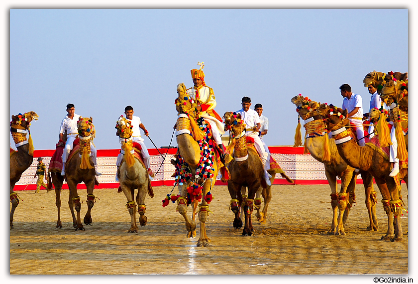 Camel dance and show during Rann Utsav
