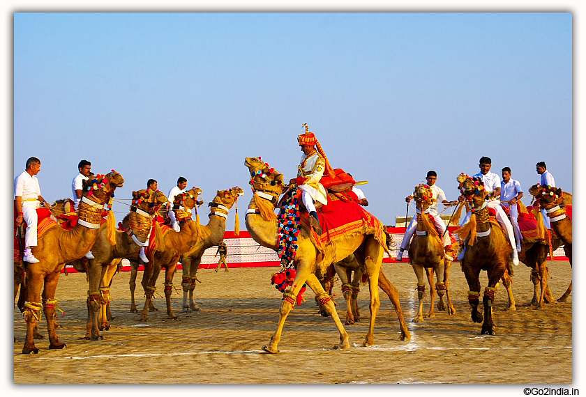 Camel during Rann Utsav 