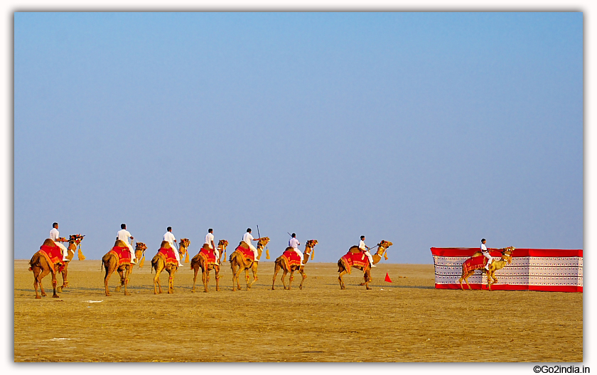 Group of Camels during festival at Kutch 