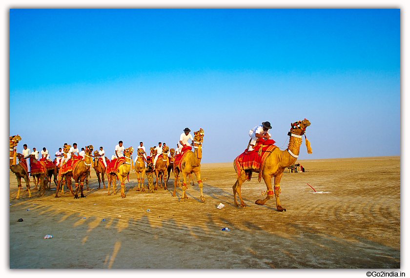 Camel show during Rann Utsav