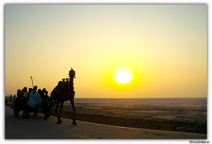 Camel during Rann of Kutch 