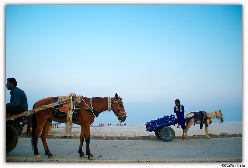 Horse carts  and Rann Utsav 