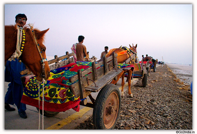 Horse and camel pulled carts at  Rann Utsav