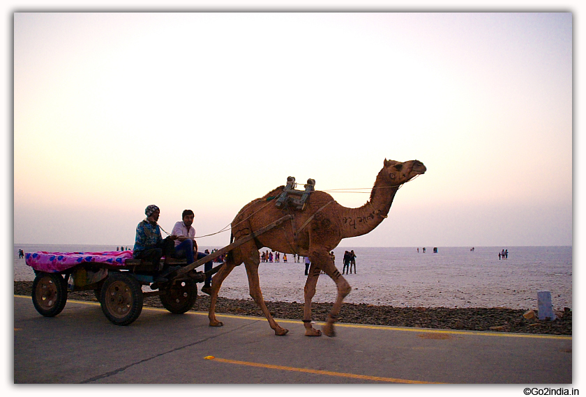 Camel pulled carts used to take tourists to different location during Rann Utsav