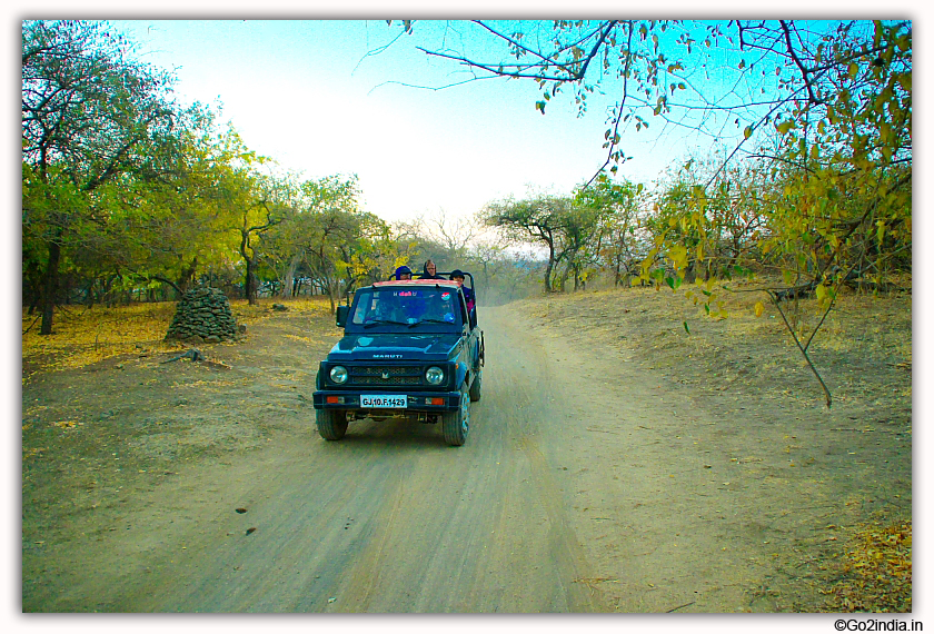 Sasan Gir Jungle Safari by Jeep