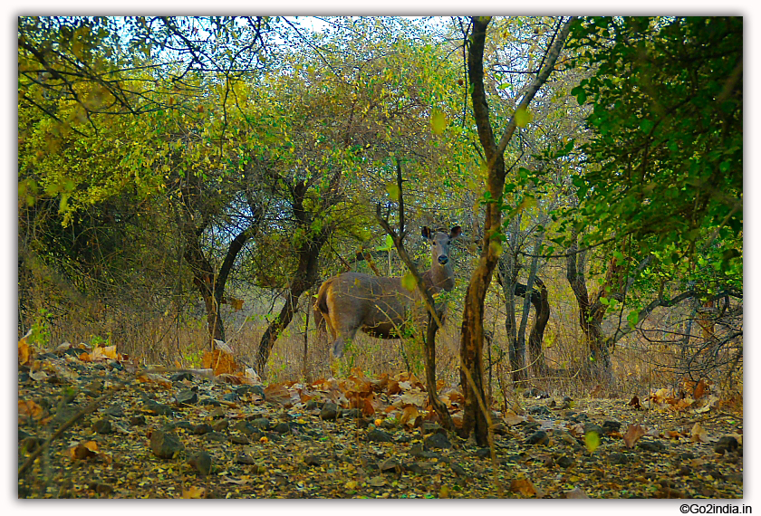 Sasan Gir Jungle Safari by Jeep