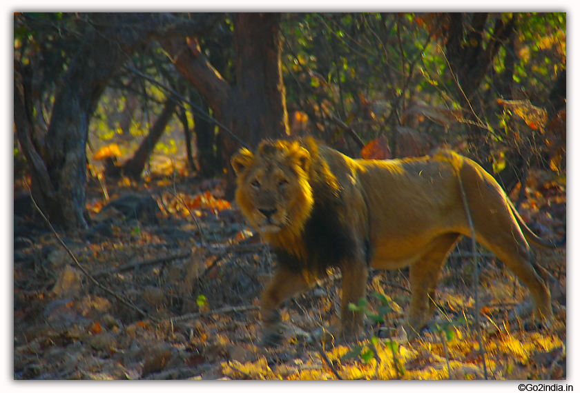 Sasan Gir Jungle Safari by Jeep