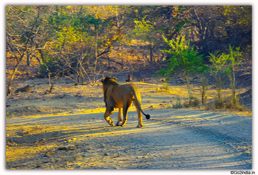 Sasan Gir Jungle Safari by Jeep