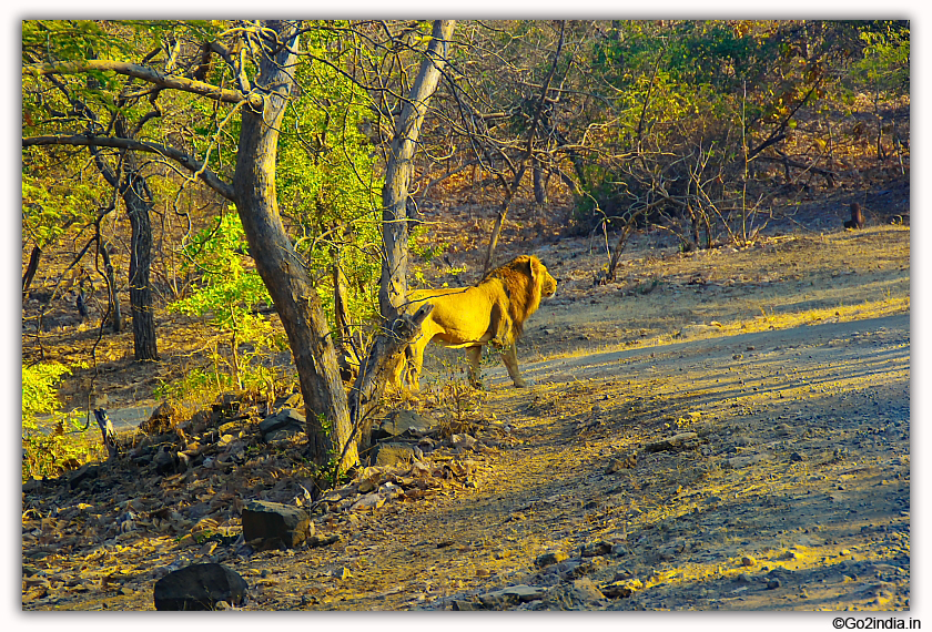 Sasan Gir Jungle Safari by Jeep