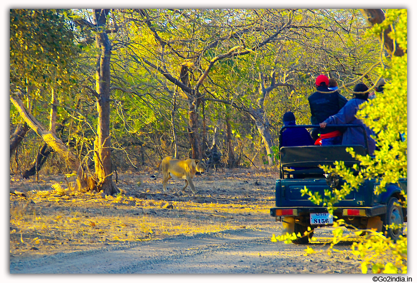 Sasan Gir Jungle Safari by Jeep