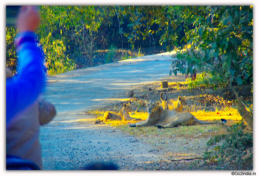 Sasan Gir Jungle Safari by Jeep