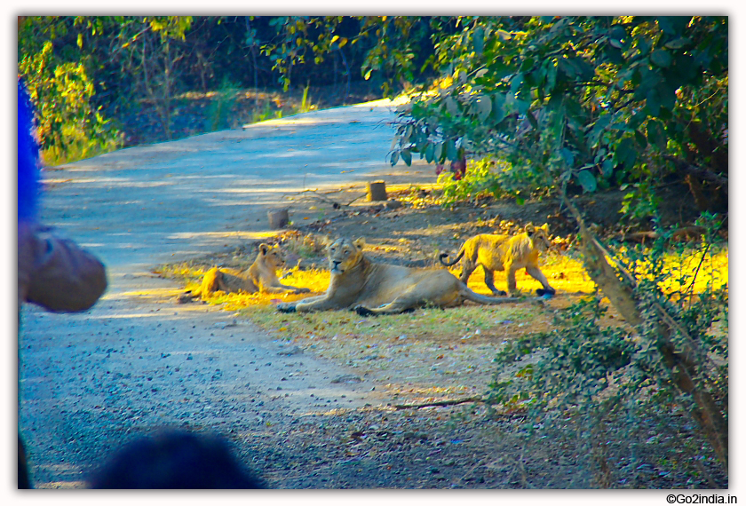 Sasan Gir Jungle Safari by Jeep