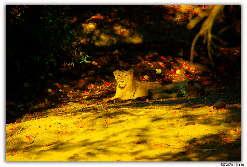 Sasan Gir Jungle Safari by Jeep