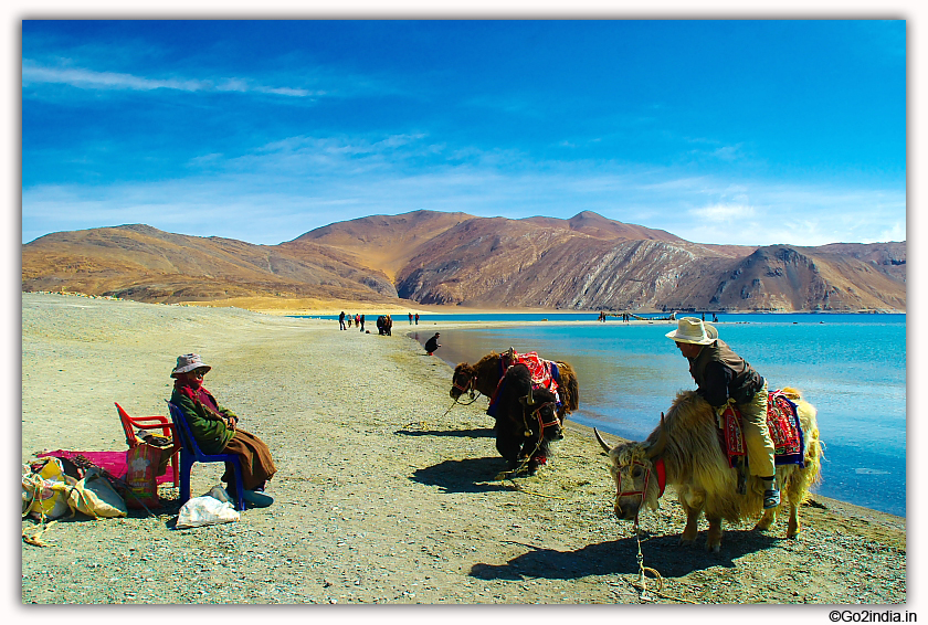 yak ride by the side of Pangong Lake