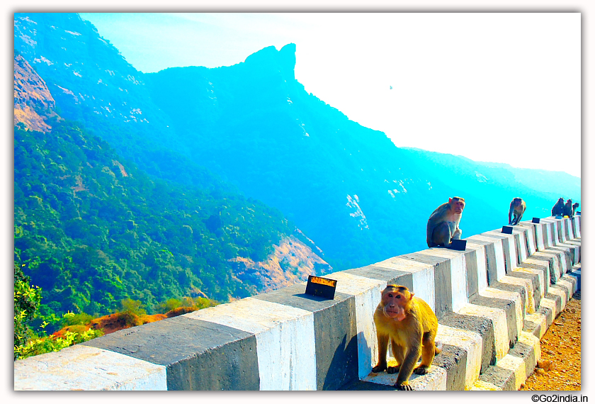 Monkeys at Lonavala