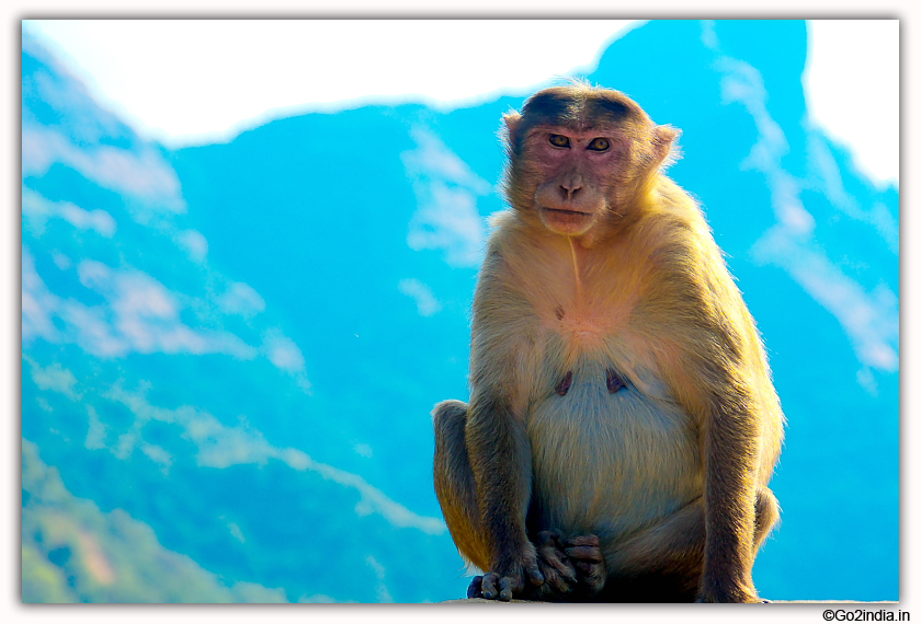 Monkey at  Lonavala