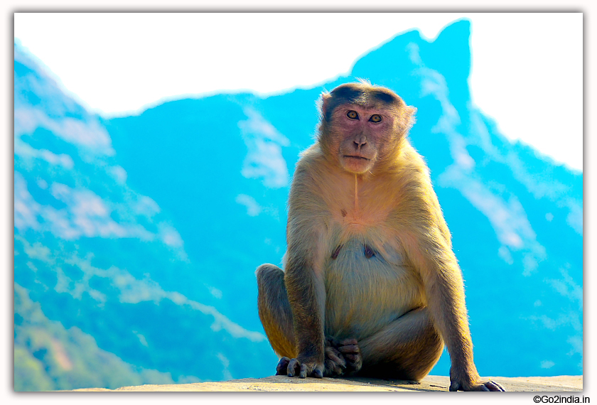 Monkey at  Lonavala