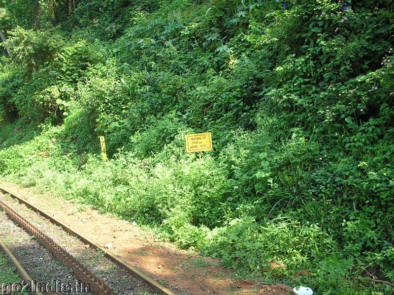 Green wall by the side of the train