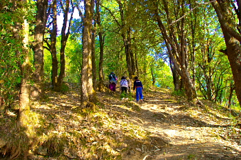 Jungle trekking inside Binsar wildlife sanctuary